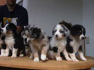 Puppies 3
